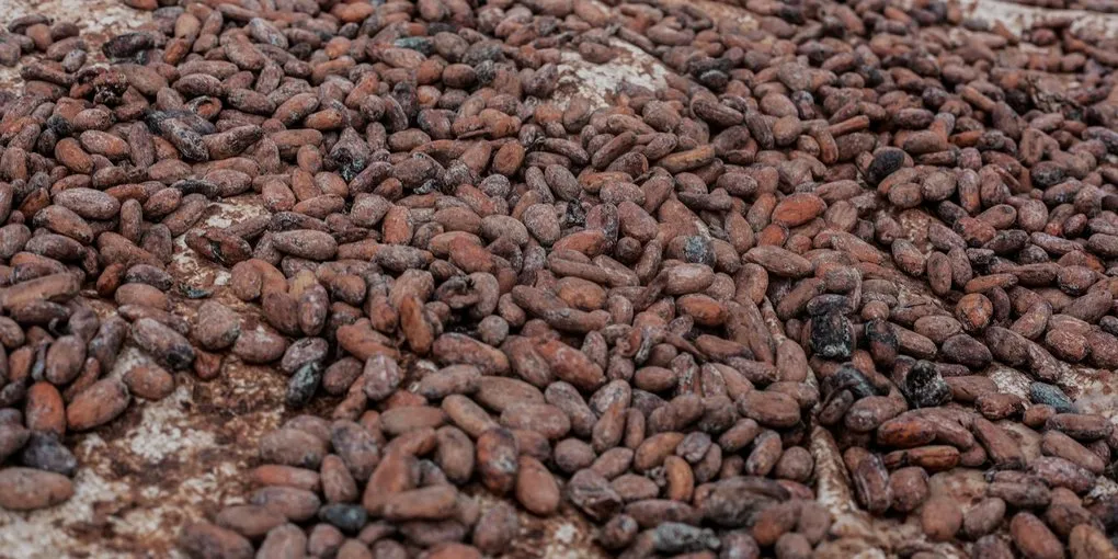 Best Cocoa Bean Roaster for Home Chocolate Making