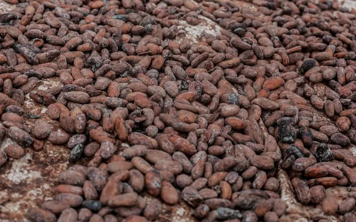 Best Cocoa Bean Roaster for Home Chocolate Making