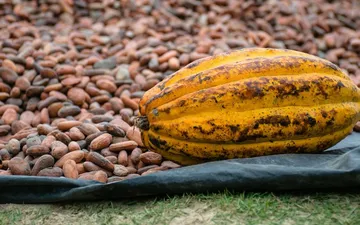 Peru Cacao: The Most Flavor-Diverse Origin on Earth