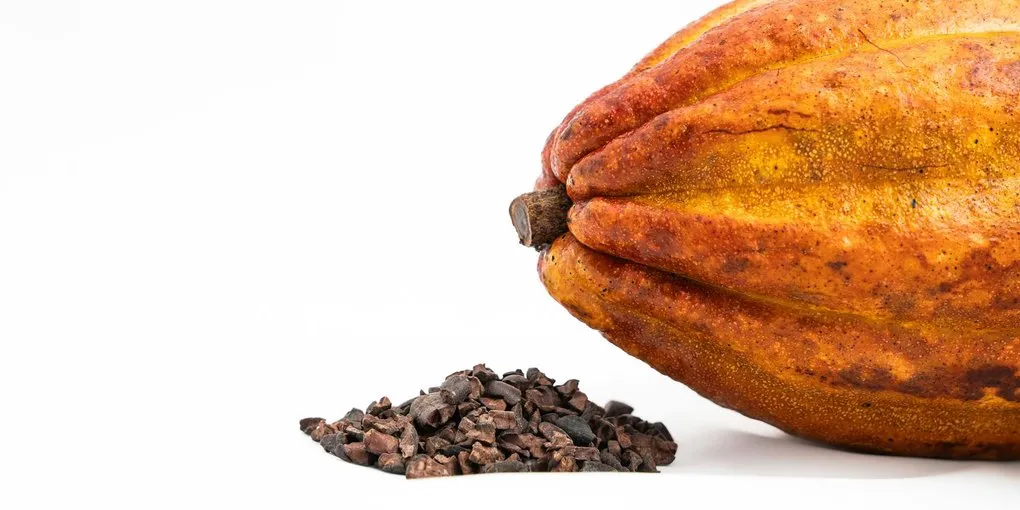 Best Winnower for Craft Chocolate (2026)