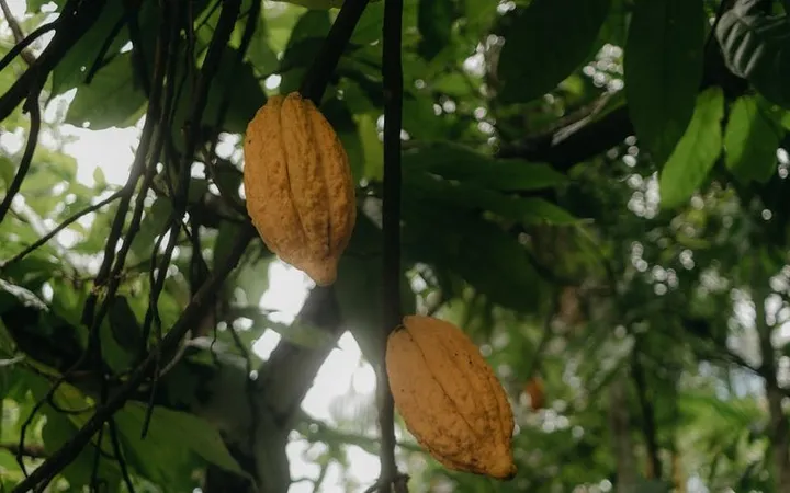 Bolivia's Wild Cacao: The Origin You're Missing