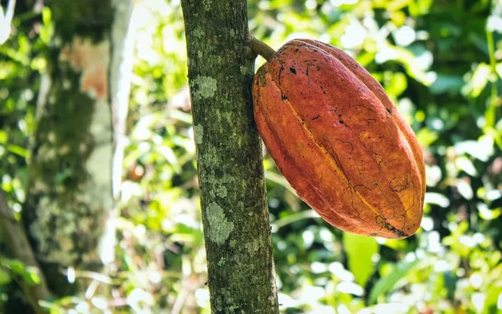 Cacao Farming Explained: From Seedling to Dried Bean