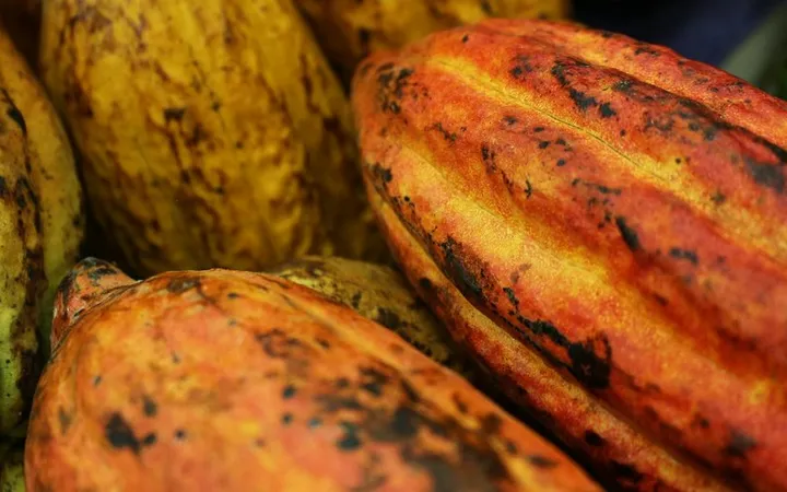 Cacao Genetics Explained: From the Big Three to Motamayor's 10 Clusters