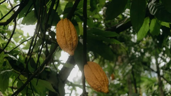 Cacao Pollination by Midges: Why Yields Are So Low