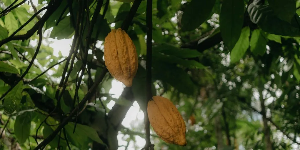 Cacao Pollination by Midges: Why Yields Are So Low