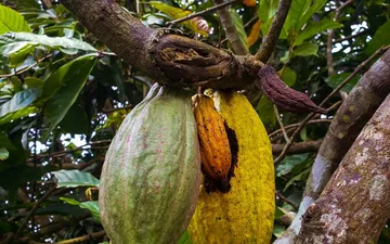 Cacao Swollen Shoot Virus Explained: The Disease Threatening West African Cocoa