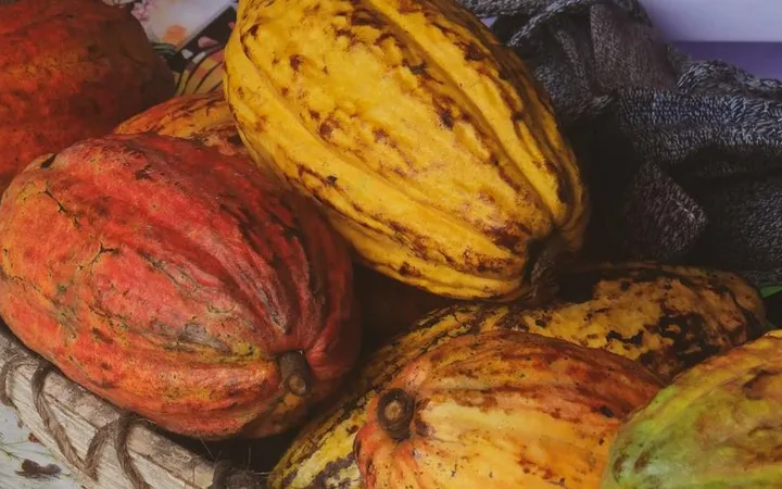 CCN-51 Cacao: The Most Controversial Variety on Earth