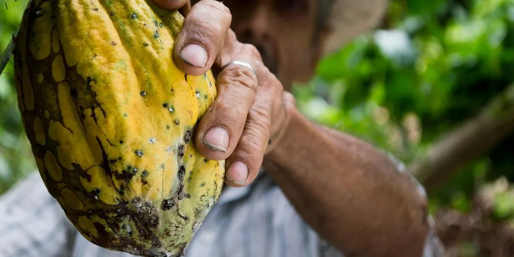 How to Build a DIY Chocolate Winnower