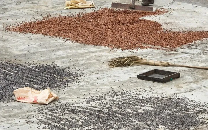 Dominican Republic Cacao: The Disease-Free Origin