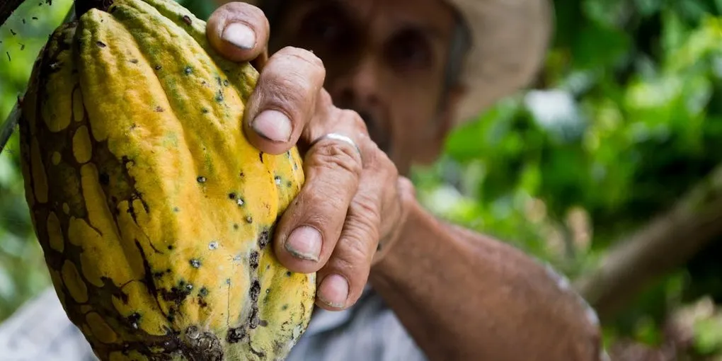 Fair Trade vs Direct Trade Chocolate: What Helps Farmers