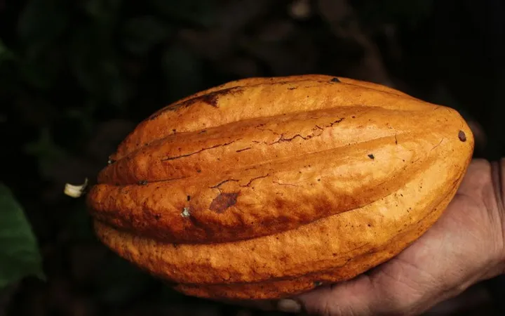 Maya & Aztec Chocolate: Metate, Foam, and Ritual