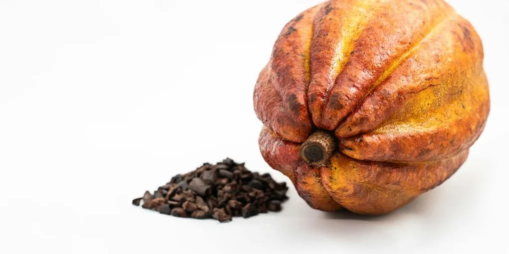 Venezuela Cacao: Chuao, Porcelana & the Criollo Legacy